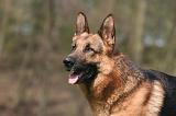 BERGER ALLEMAND 1266
